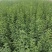 爬山虎苗30~40cm爬山虎价格优质爬山虎苗