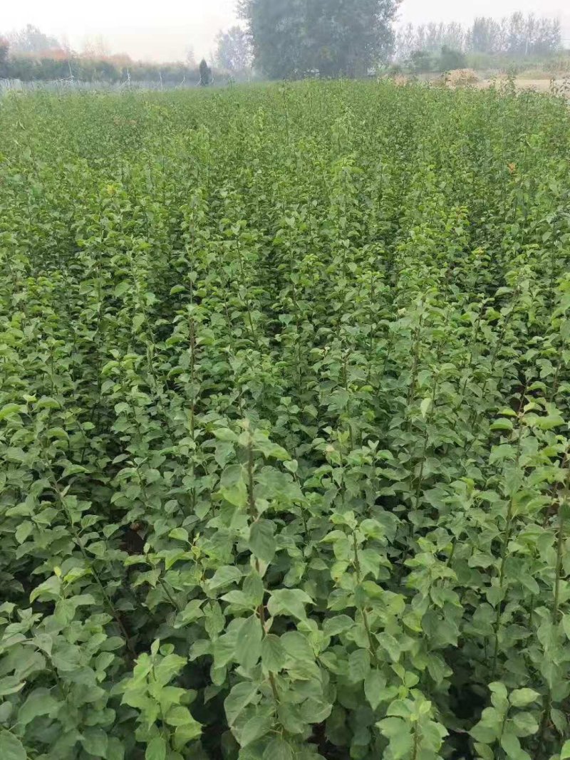 爬山虎苗30~40cm爬山虎价格优质爬山虎苗