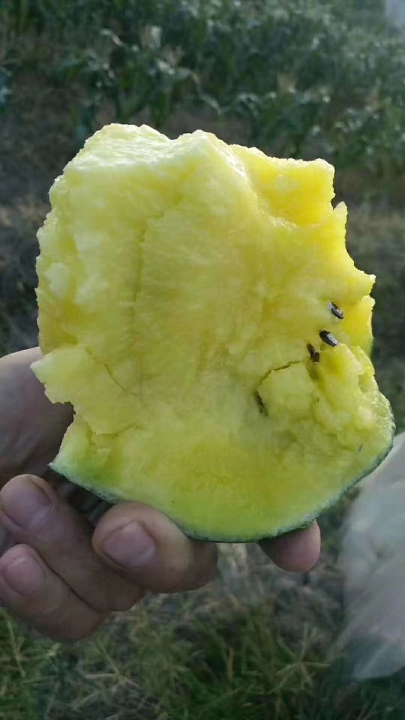 【优质】礼品西瓜黄美姬黄壤小西瓜质量保证品质保证