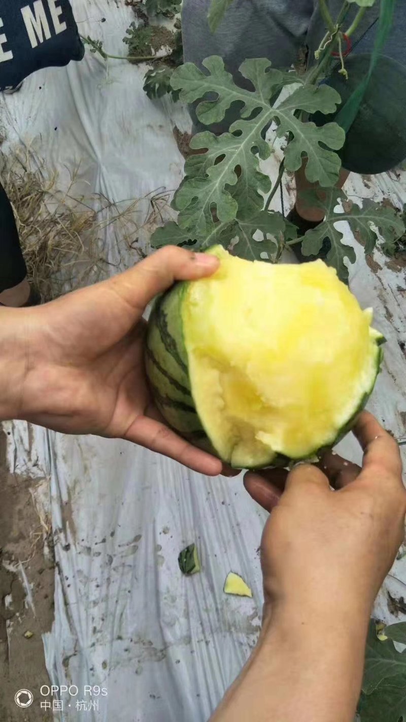 【优质】礼品西瓜黄美姬黄壤小西瓜质量保证品质保证