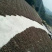 野山茶籽