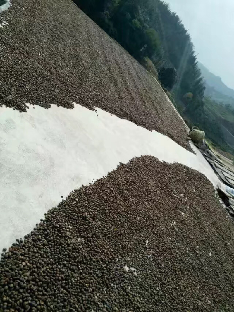 野山茶籽