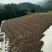 野山茶籽