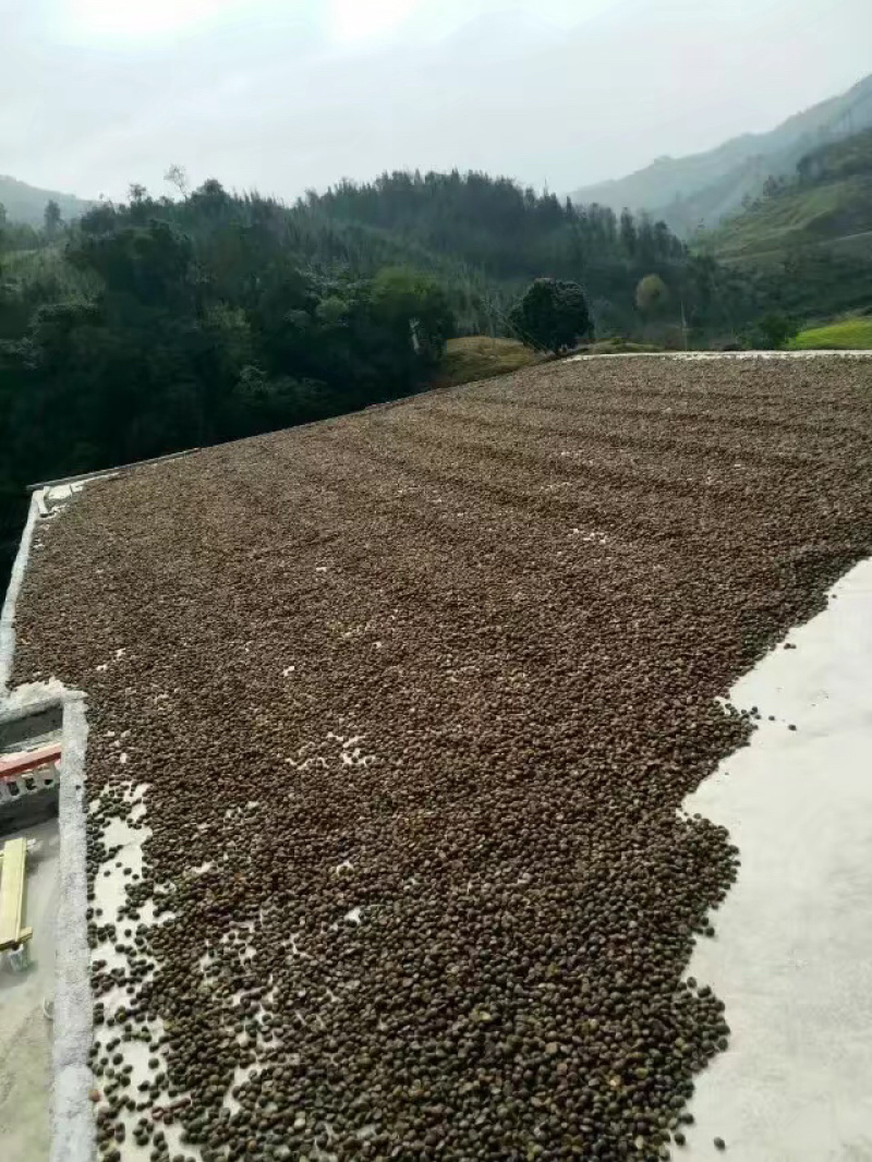 野山茶籽