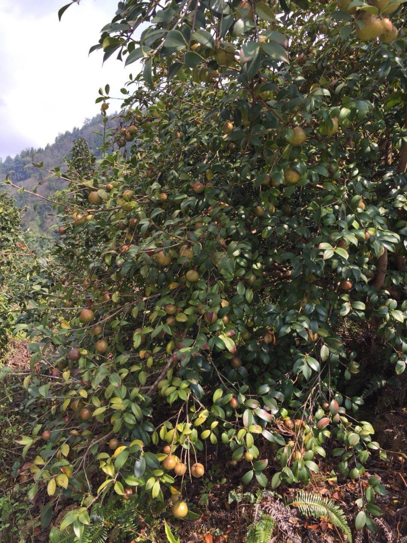 野山茶籽