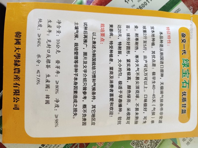 进口甘蓝种子，圆包菜种子，可大面积种植！基地专用