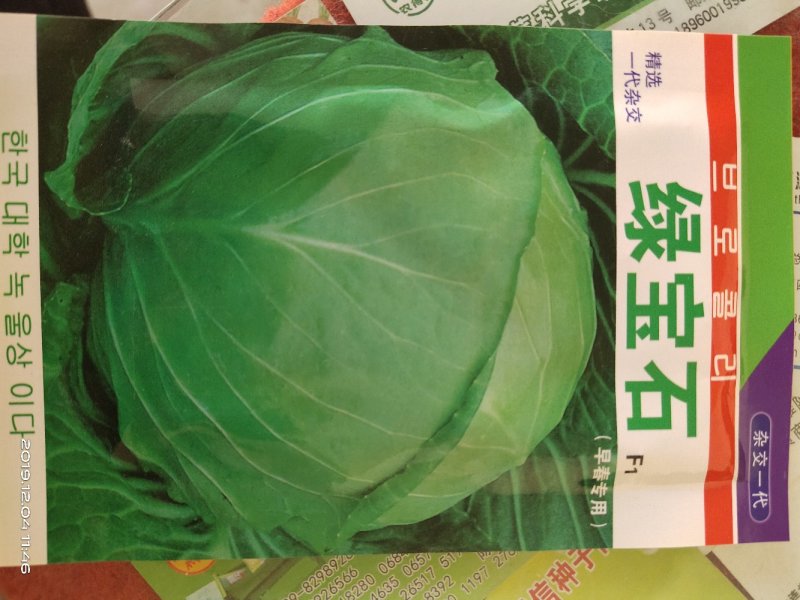 进口甘蓝种子，圆包菜种子，可大面积种植！基地专用