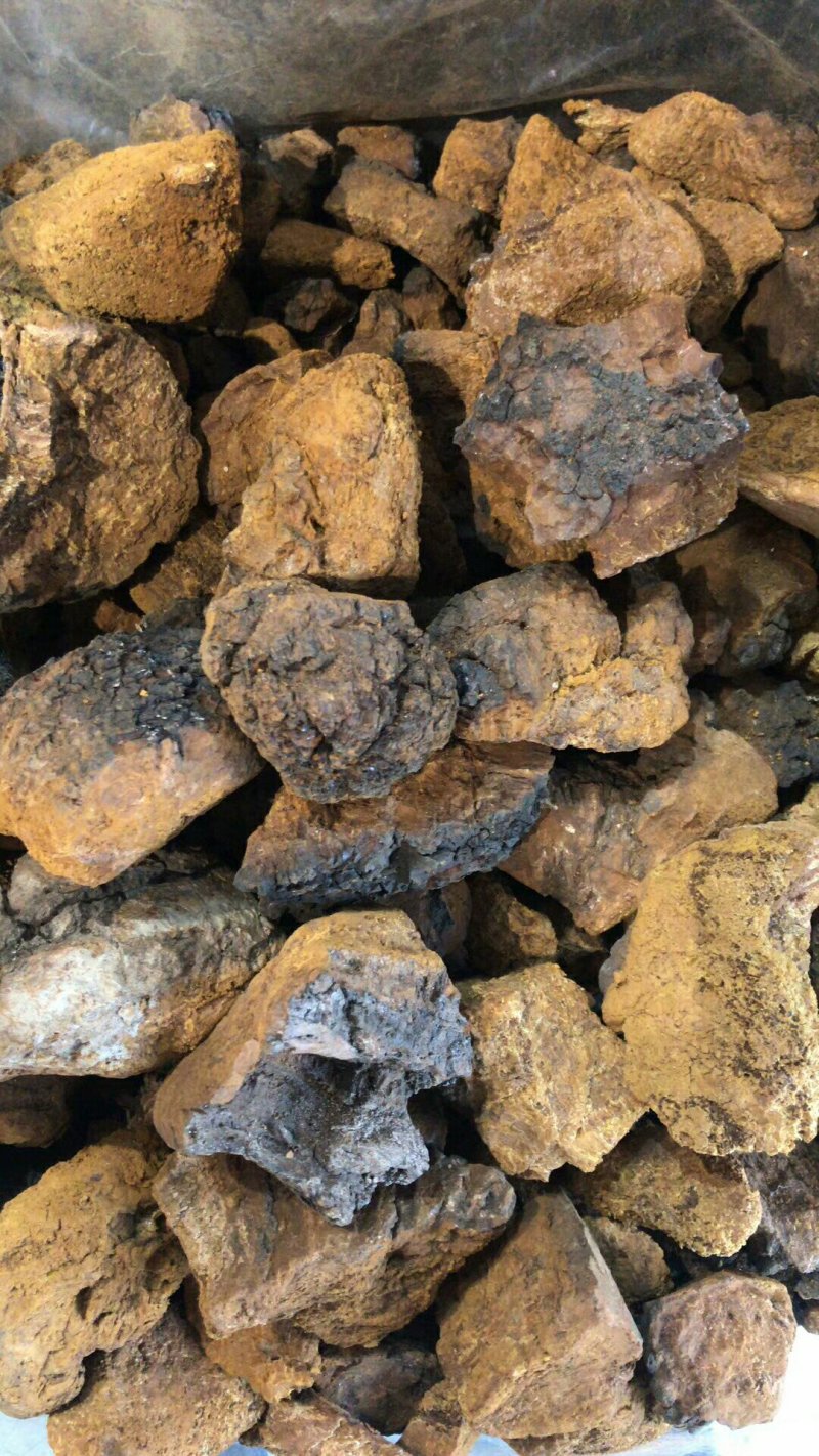 白桦茸黄褐孔菌煮水规格齐全2斤包邮