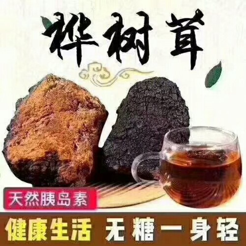 白桦茸黄褐孔菌煮水规格齐全2斤包邮