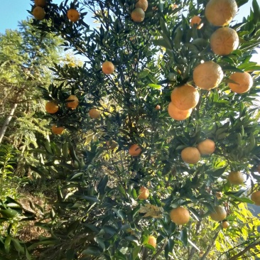 永春芦柑，产地直销价格便宜物美价廉。支持现场检测糖度。