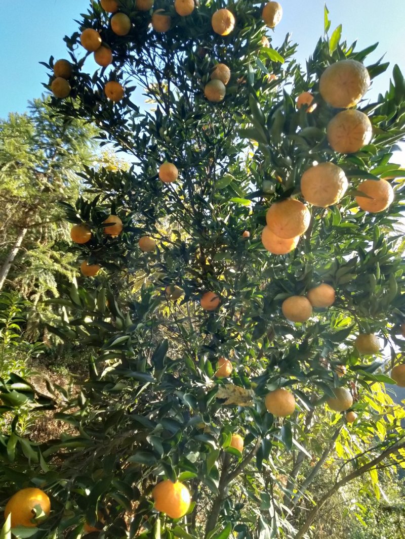 永春芦柑，产地直销价格便宜物美价廉。支持现场检测糖度。