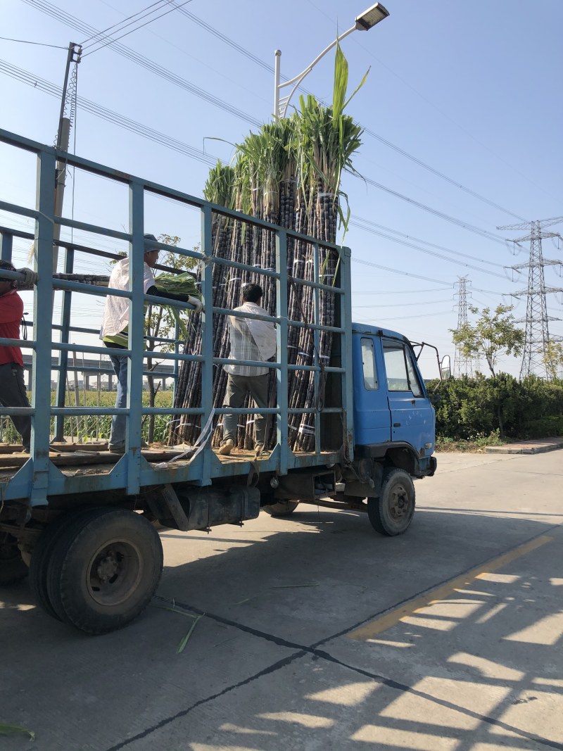黑皮甘蔗颜色好甜度好
