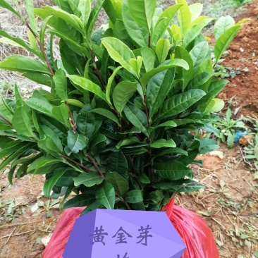 安吉白苗苗基地，量大优惠，技术指导，安吉奶白茶苗