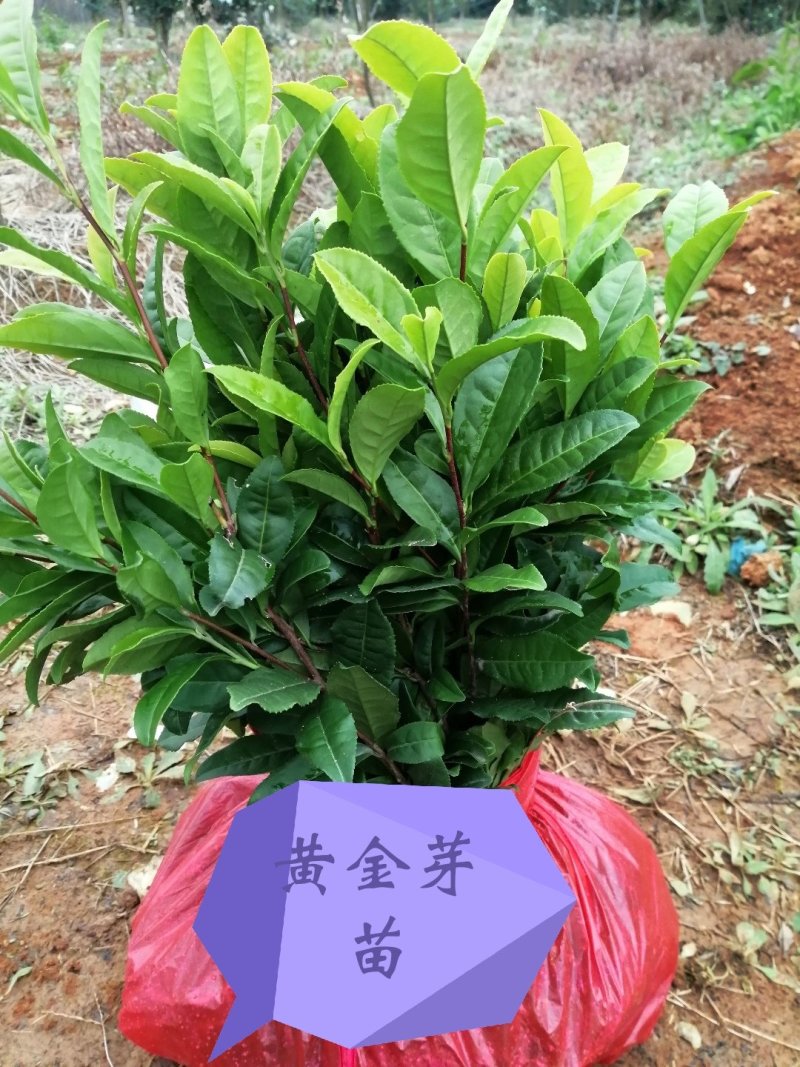 安吉白苗苗基地，量大优惠，技术指导，安吉奶白茶苗