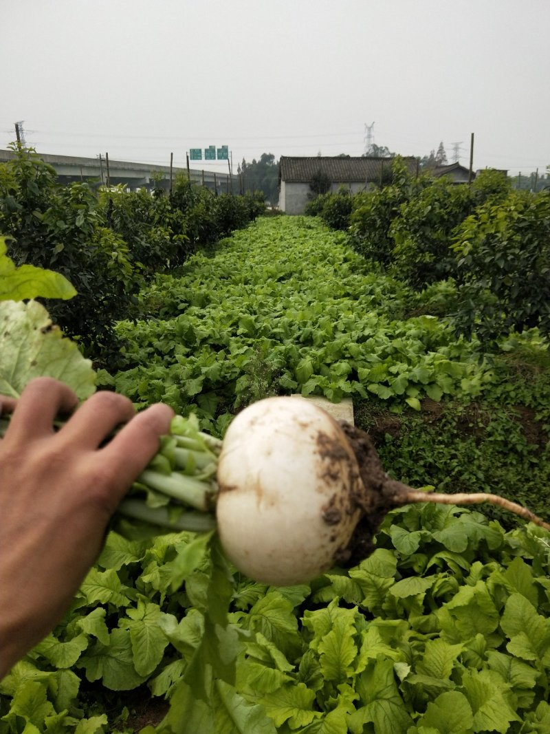 韩国翠宫萝卜