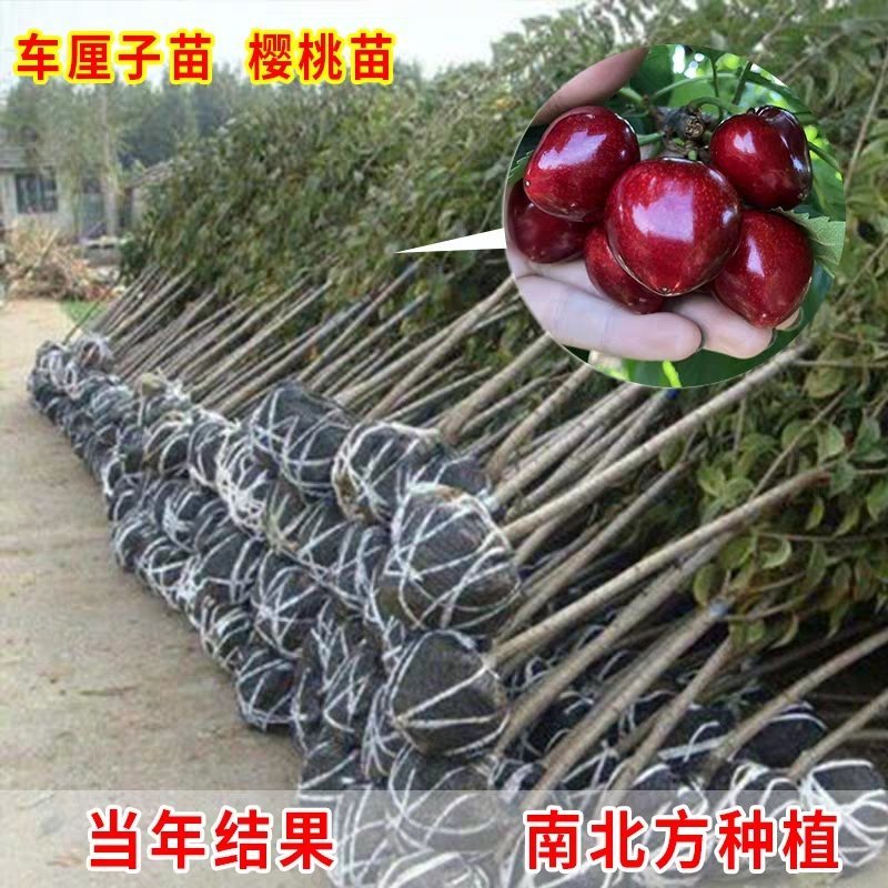 红灯樱桃苗品种纯正，死苗补发，全程技术指导，当年结果
