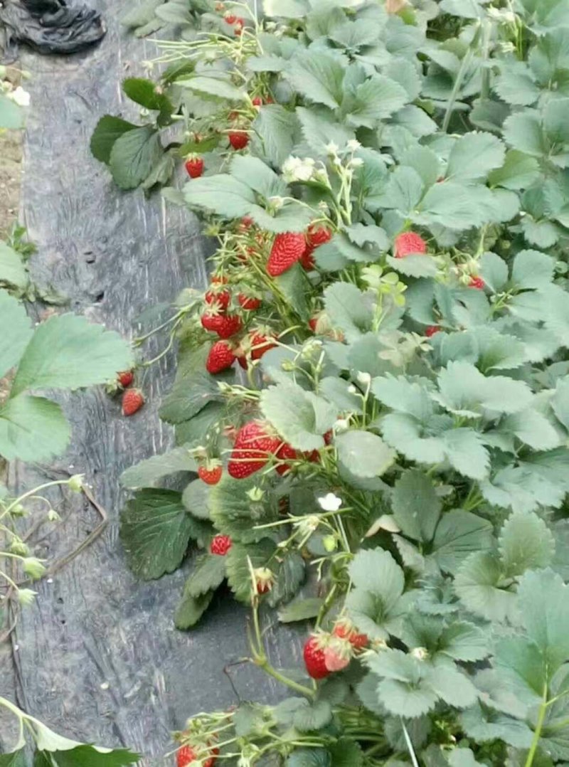 草莓章姬草莓奶油草莓达赛草莓有苗出售免费技术