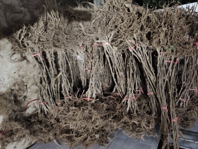 猕猴桃嫁接苗，金红50红心果肉猕猴桃，香甜可口果型美观
