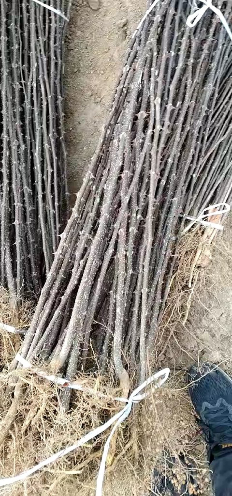 花椒苗，大红袍花椒苗，九叶青花椒苗，藤椒苗，无刺花椒苗，