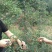 花椒苗，大红袍花椒苗，九叶青花椒苗，藤椒苗，无刺花椒苗，