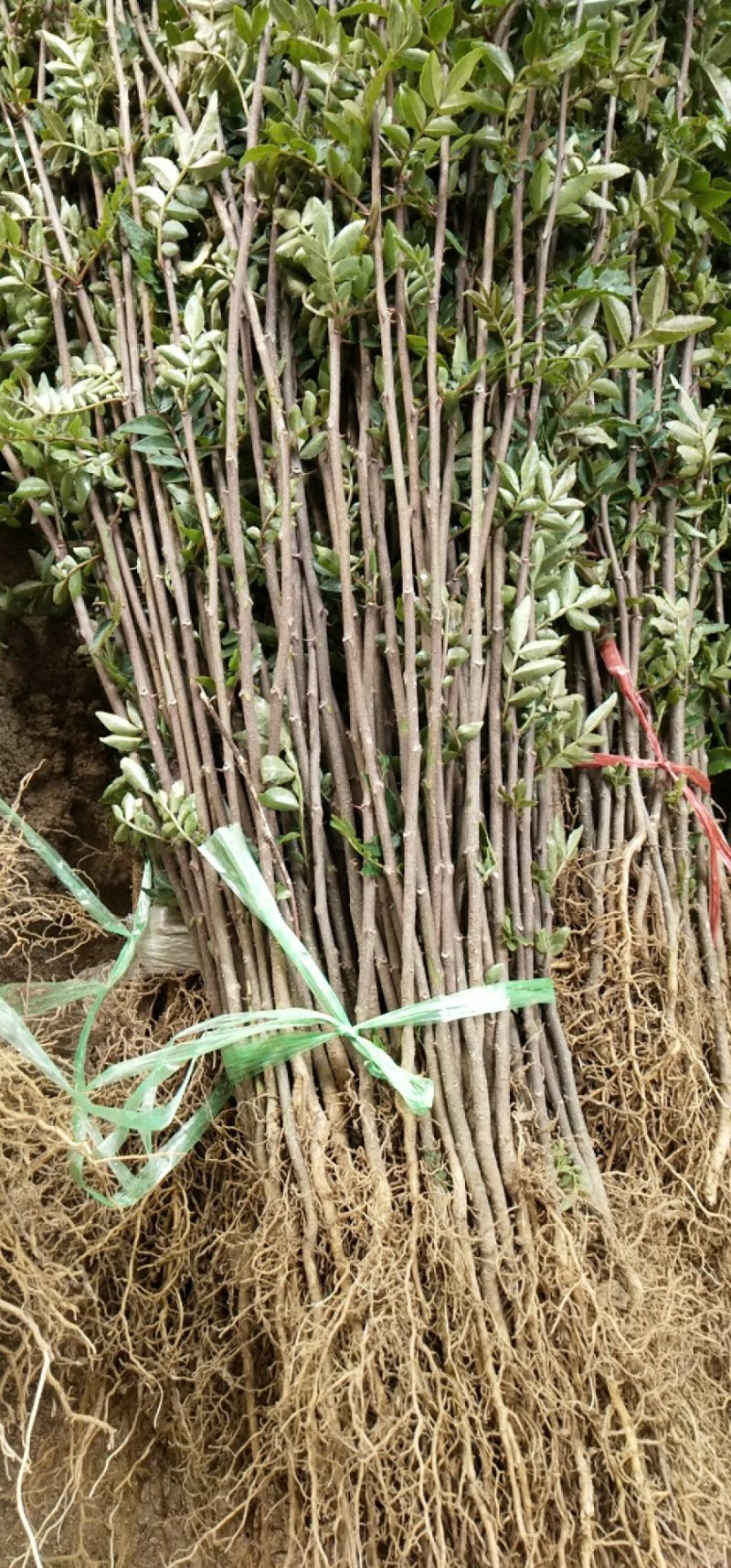 花椒苗，大红袍花椒苗，九叶青花椒苗，藤椒苗，无刺花椒苗，