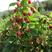 供应树梅苗，红树梅苗价格，优质黄树梅苗双季树莓苗