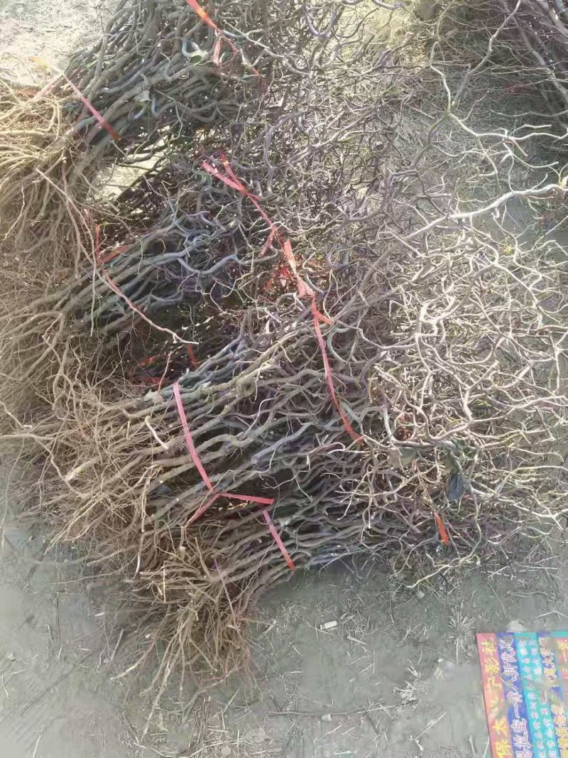 供应龙枣树苗，规格齐全，可观赏用枣树苗价格