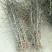 供应龙枣树苗，规格齐全，可观赏用枣树苗价格