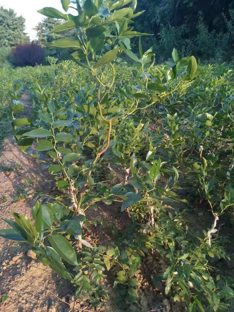 供应龙枣树苗，规格齐全，可观赏用枣树苗价格