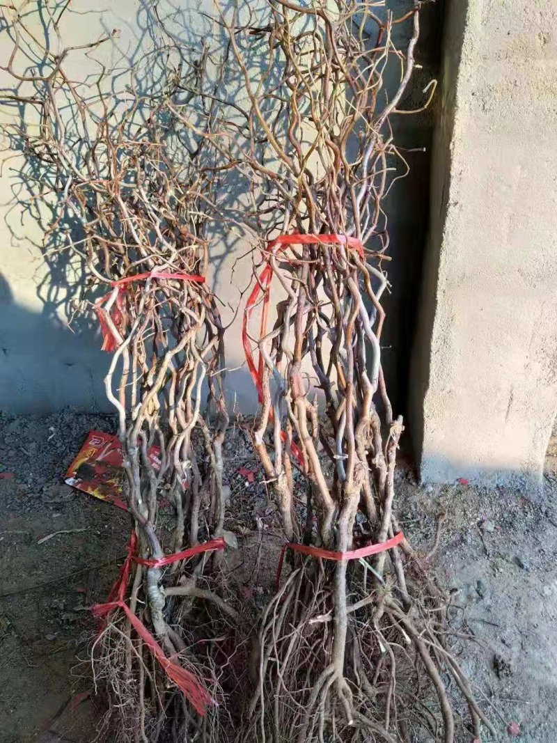 供应龙枣树苗，规格齐全，可观赏用枣树苗价格
