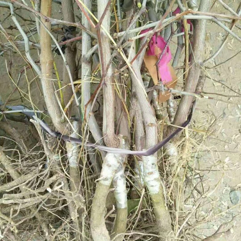 供应龙枣树苗，规格齐全，可观赏用枣树苗价格