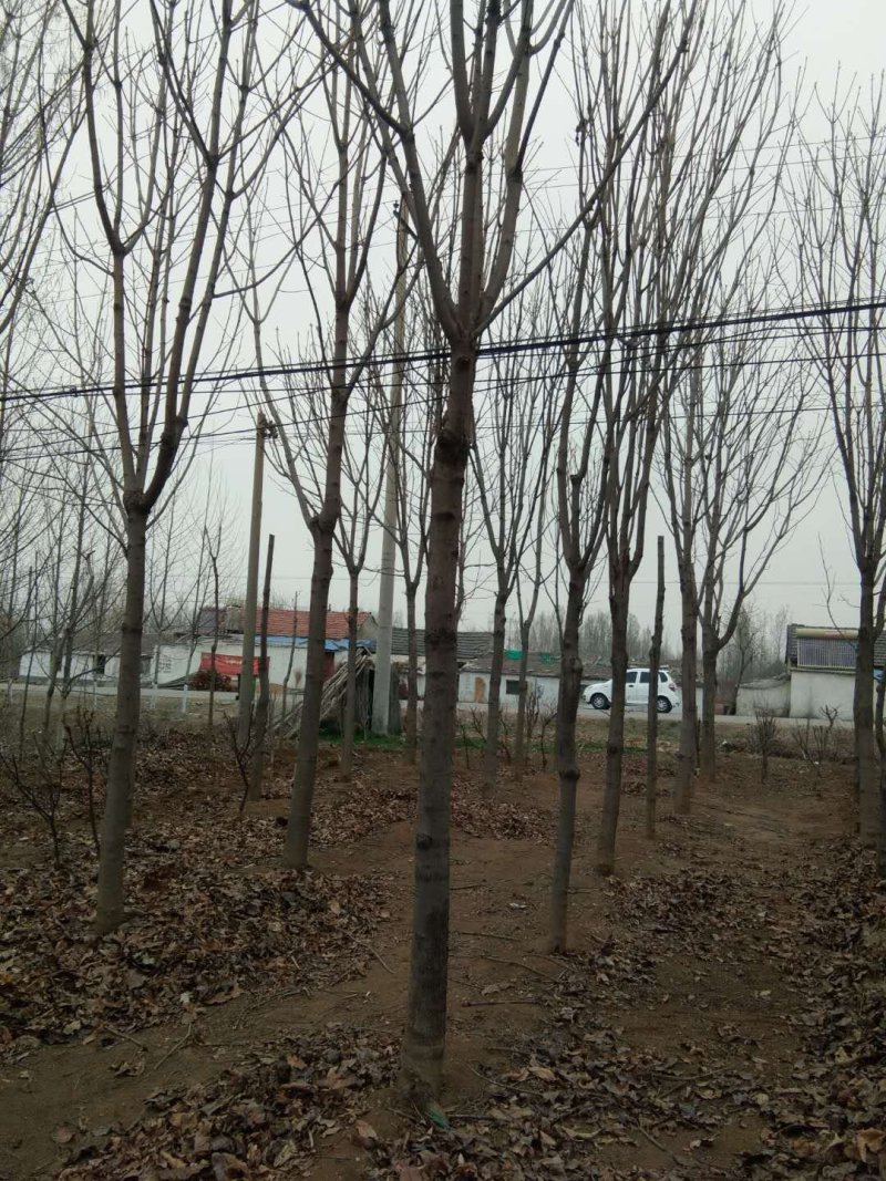 量大107杨树，2公分杨树苗规格齐全，保证数量
