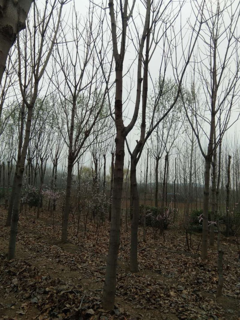 量大107杨树，2公分杨树苗规格齐全，保证数量