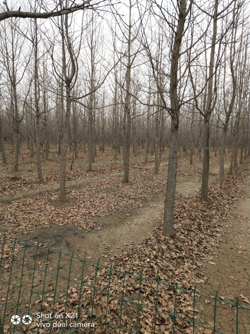 量大107杨树，2公分杨树苗规格齐全，保证数量