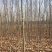 量大107杨树，2公分杨树苗规格齐全，保证数量