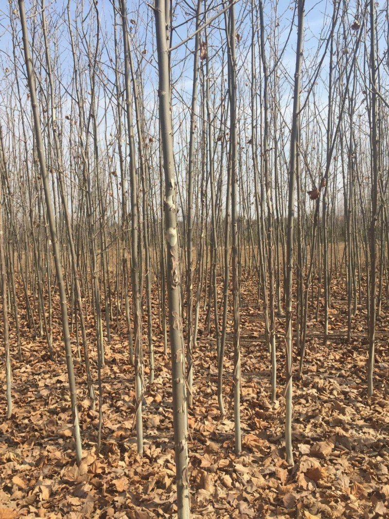 量大107杨树，2公分杨树苗规格齐全，保证数量