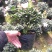 杜鹃花桃红冠幅25公分左右基地直销一件起批量大更优惠