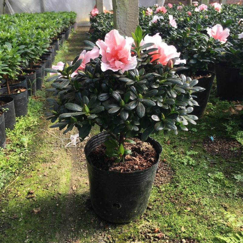 杜鹃花桃红冠幅25公分左右基地直销一件起批量大更优惠