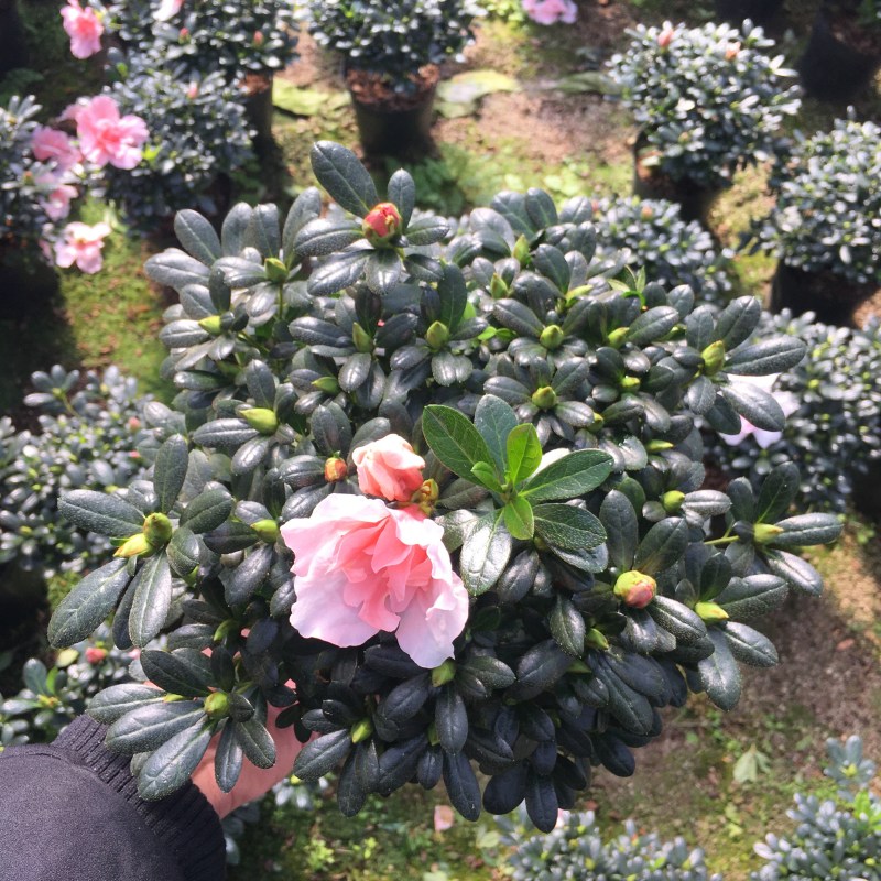 杜鹃花桃红冠幅25公分左右基地直销一件起批量大更优惠