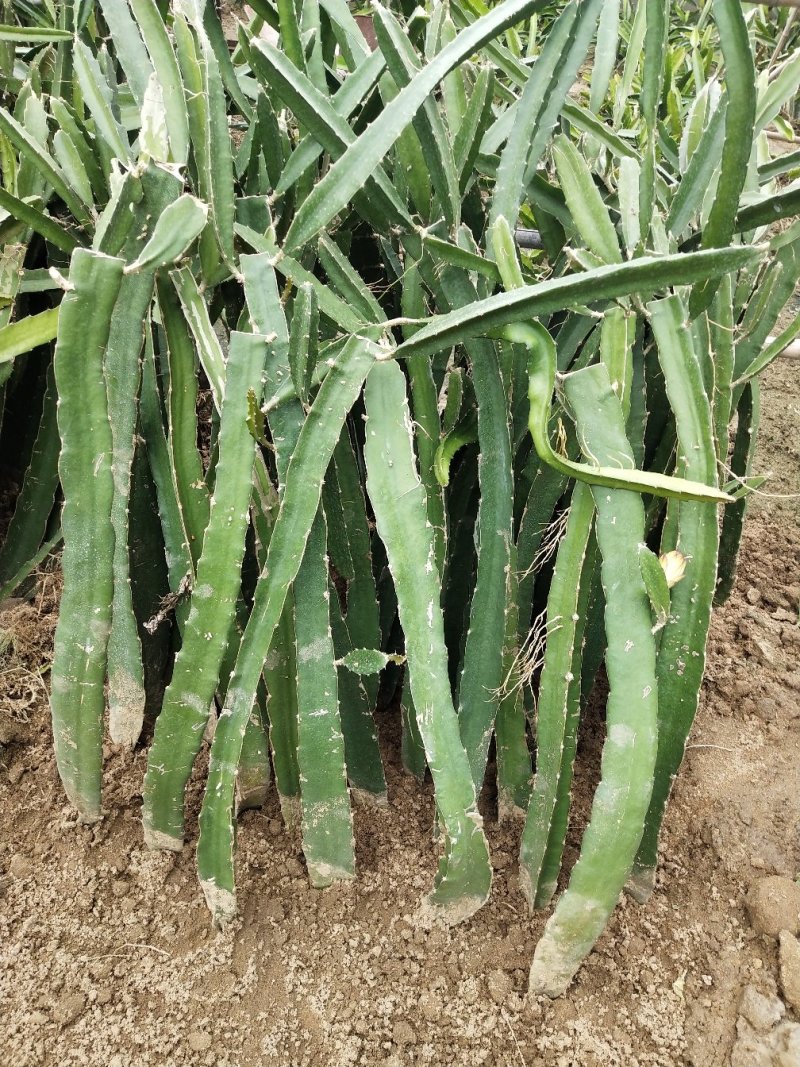 黄皮黄肉奇异果火龙果苗红心火龙果苗水晶火龙果