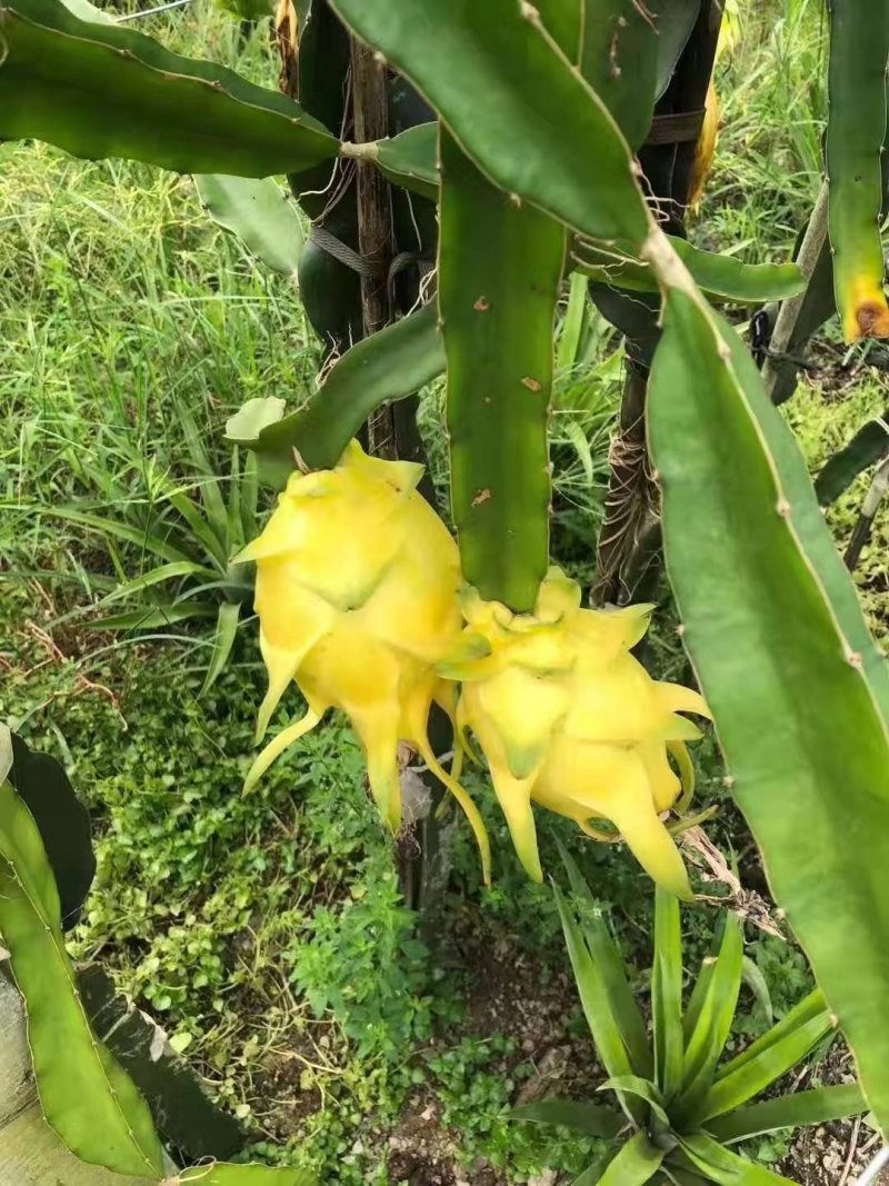 黄皮黄肉奇异果火龙果苗红心火龙果苗水晶火龙果