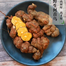 何首乌，野生何首乌个子，质优价实，品质保证，药典标准，地