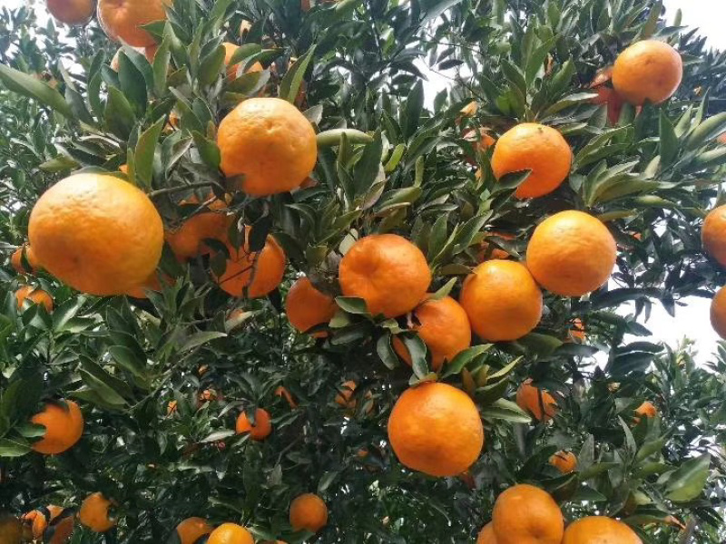 产地热销湖北宜昌碰柑新鲜水果芦柑颜色靓口感好✔️