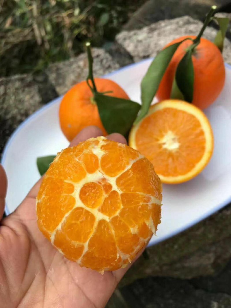 秭归脐橙，品种多多，价钱实惠，大量供应！