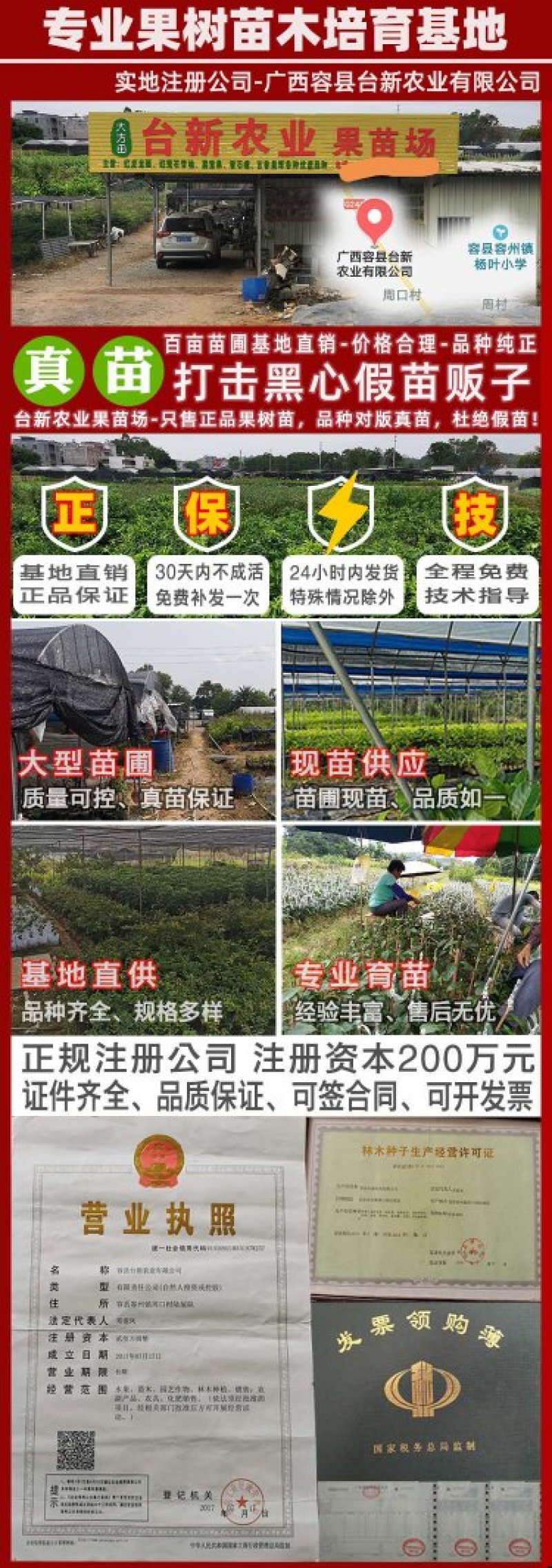 正宗泰国红宝石柚子苗真苗泰国红宝石青柚苗带泥球发货