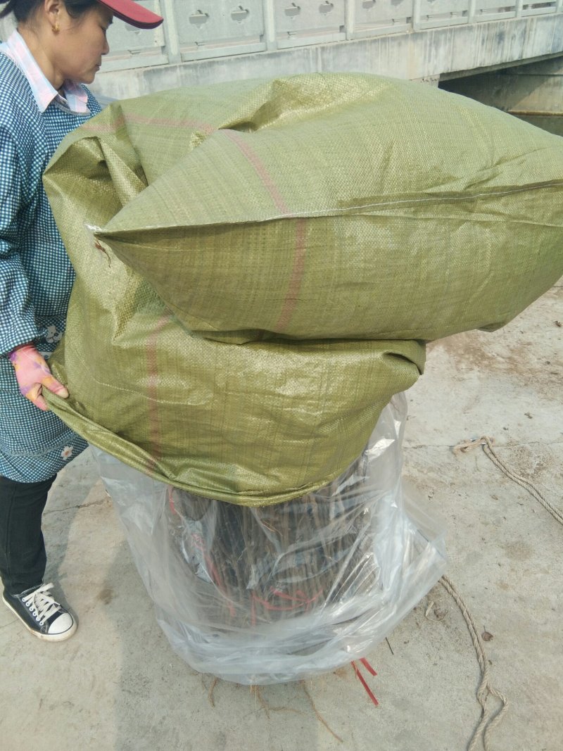 花椒苗大红袍花椒苗花椒苗基地花椒苗批发花椒苗新品种
