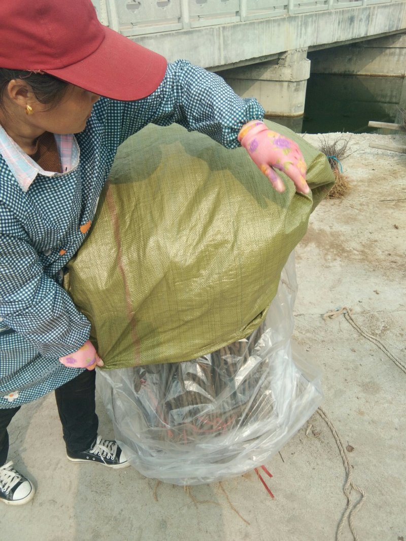 花椒苗大红袍花椒苗花椒苗基地花椒苗批发花椒苗新品种