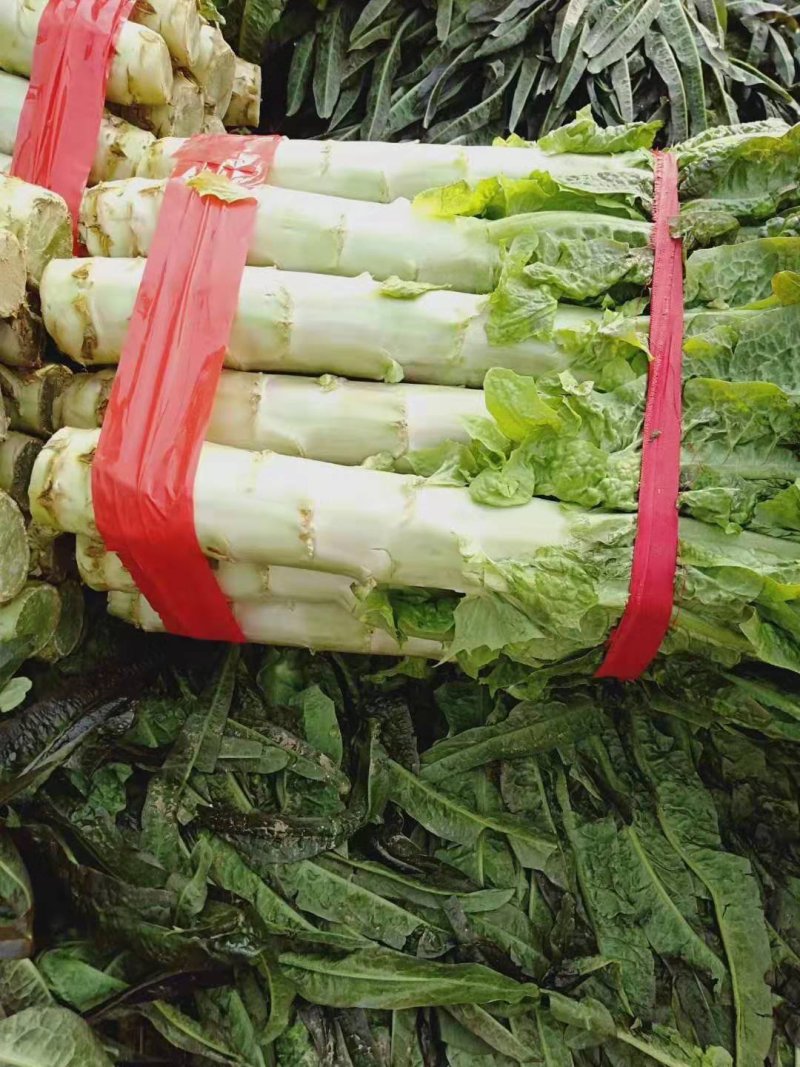 莴笋以大量上市，欢迎各大超市加工厂的老板可以下单了，大量