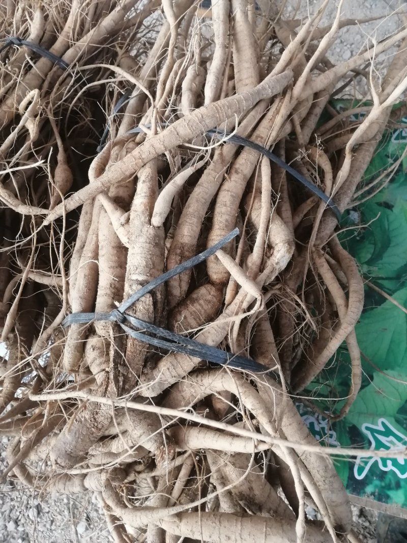 牛大力