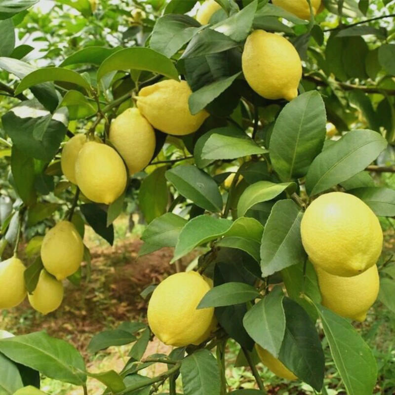 【柠檬香橼盆栽】金华柠檬香橼果盆景柠檬树花卉绿植